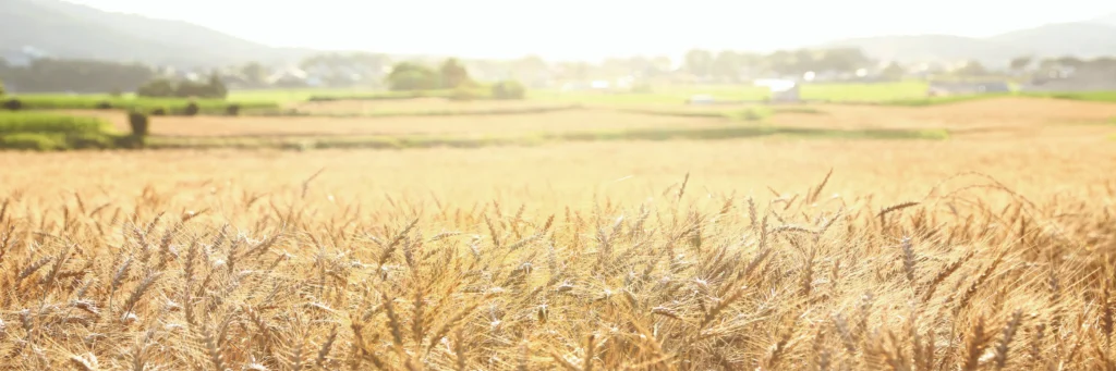 小麦畑
